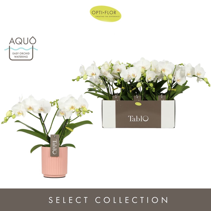 <h4>Phalaenopsis wit meer takken</h4>