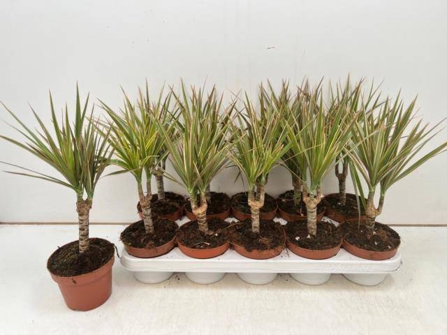 <h4>DRA MARG BICOLOR</h4>