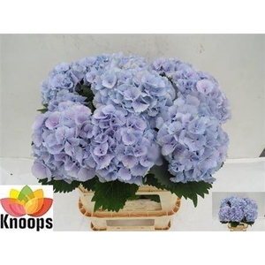 Hydr M Ch Lollypp Bl 80 Cm