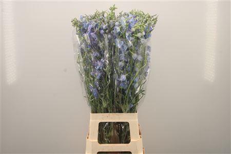 <h4>Delph En Ballkleid Pale Blue</h4>