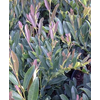 Distylium racemosum