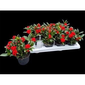 SKIM JA OBERRIES RED