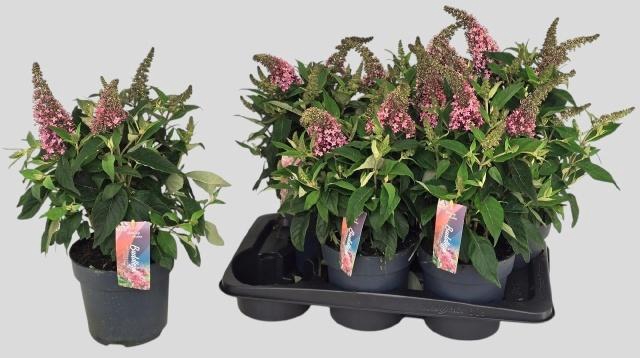 <h4>Budd Bfc Little Pink</h4>