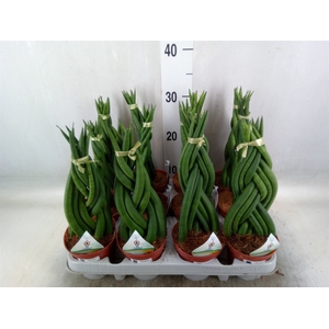 Sansevieria cyl.  ...