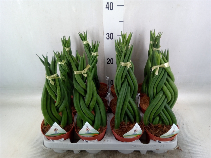 <h4>Sansevieria cyl.  ...</h4>