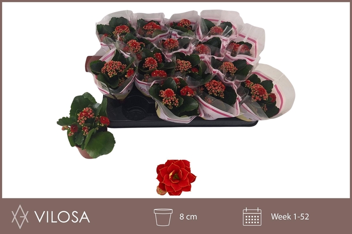 <h4>KAL GE RUBIO RED</h4>