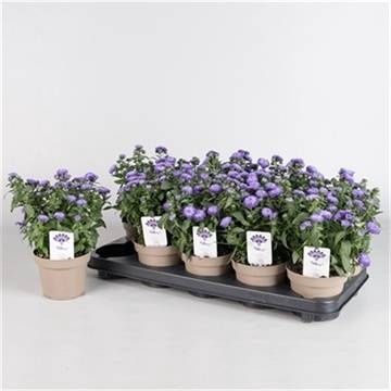 <h4>ASTE SHOWM BLUE BAYO</h4>