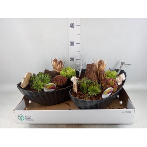 Arr. Sempervivum L%