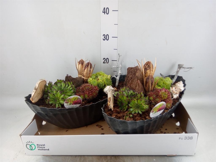 <h4>Arr. Sempervivum L%</h4>