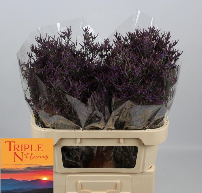 <h4>LIM SAF DARK BLUE</h4>