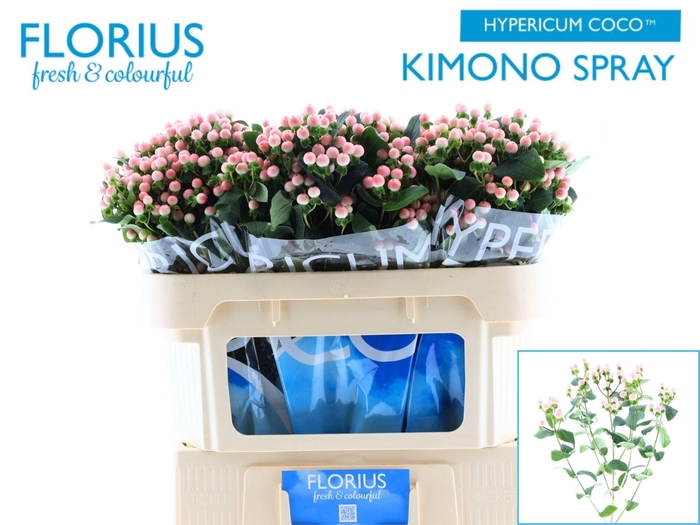 <h4>HYP COCO KIMONO</h4>