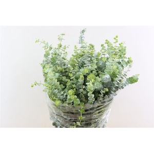 Euca Baby Blue 200gr P Bunch