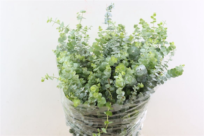 <h4>Euca Baby Blue 200gr P Bunch</h4>