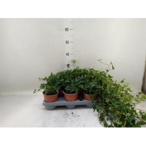 Hedera helix 'Shamrock'