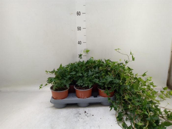 <h4>Hedera helix 'Shamrock'</h4>