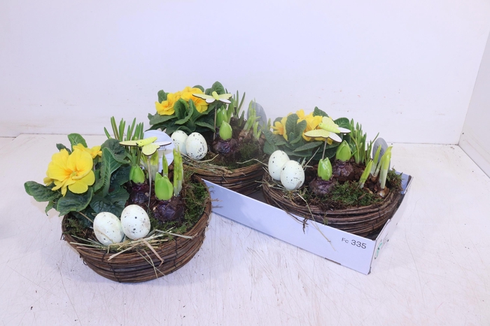 <h4>ARR TUINPLANTEN</h4>