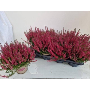 CALLU GA G FRANCA
