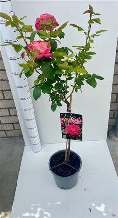 <h4>Rosa overig</h4>