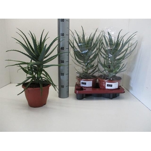 ALOE ARBORESCENS