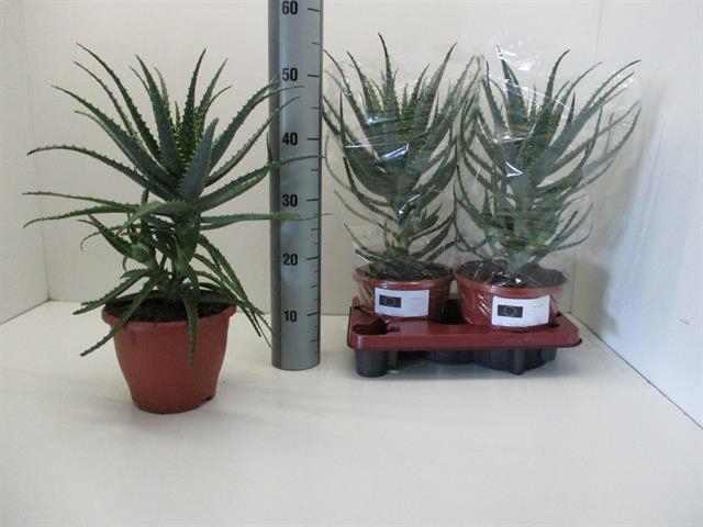 ALOE ARBORESCENS