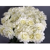 Dahlia White Evolution
