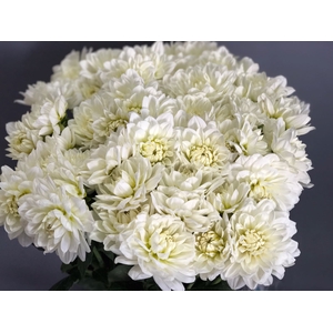 Dahlia White Evolution