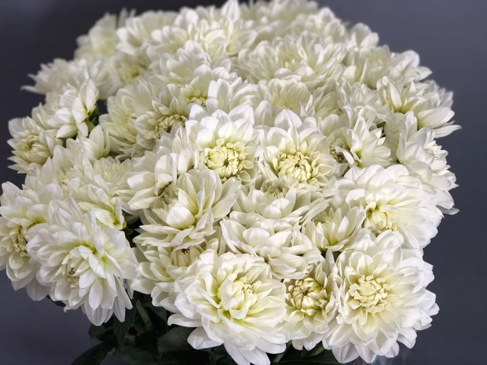 Dahlia White Evolution
