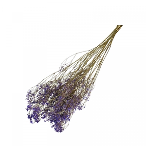 Dried flowers Gyps 70cm 50g