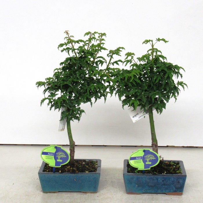 <h4>Acer palmatum 'Shishigashira</h4>