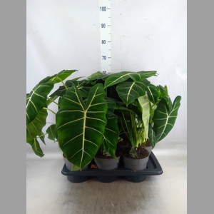 Alocasia   ...