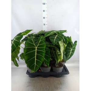 Alocasia   ...