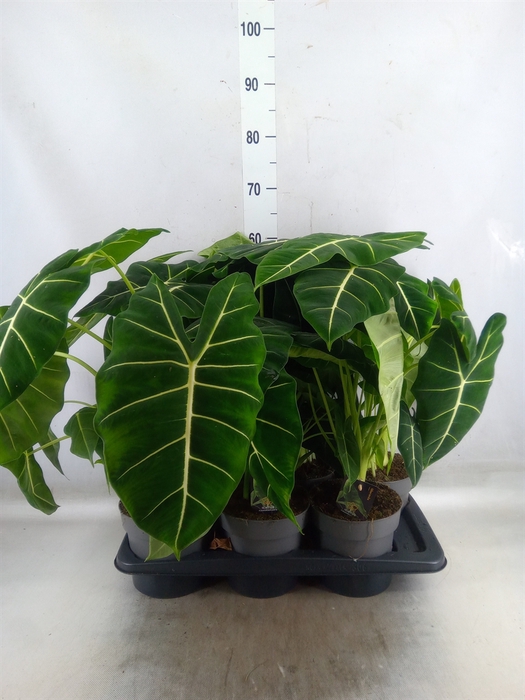 <h4>Alocasia   ...</h4>