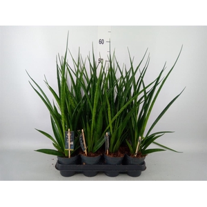 Sansevieria kirkii 'Friends'