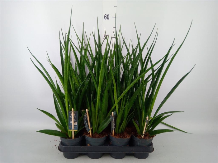 <h4>Sansevieria kirkii 'Friends'</h4>