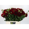 Dahlia Cognac Brandy