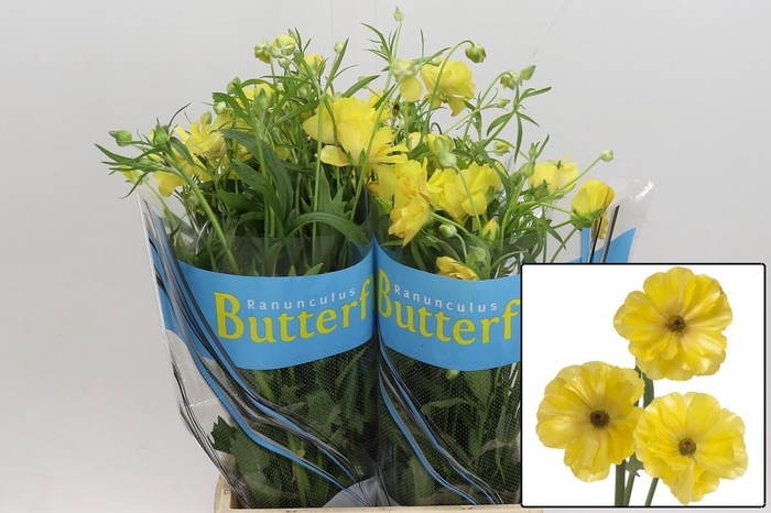 <h4>RAN BUTTERFLY DIONE</h4>