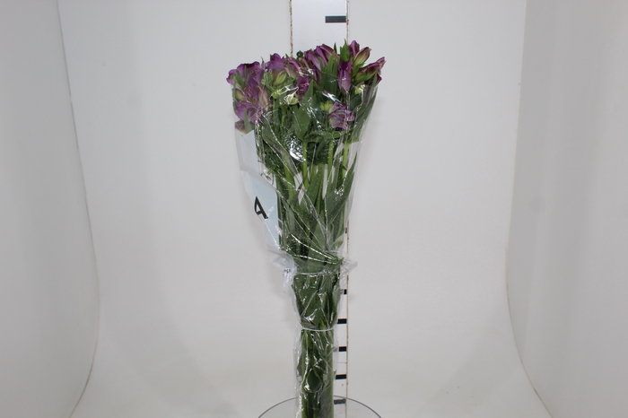 <h4>ALSTROEMERIA AMETHYST 080 CM</h4>