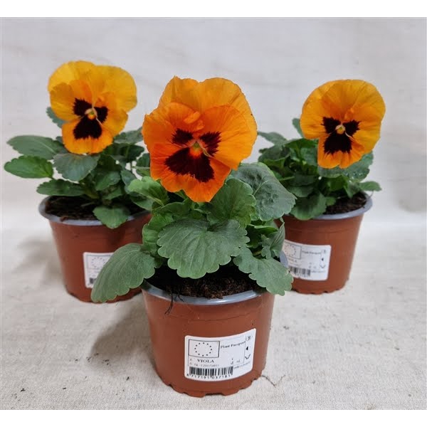 <h4>Viola grootbloemig oranje</h4>