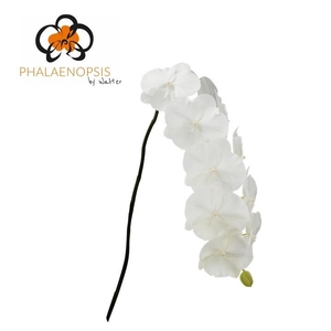 Phalaenopsis White Serenity 10-14