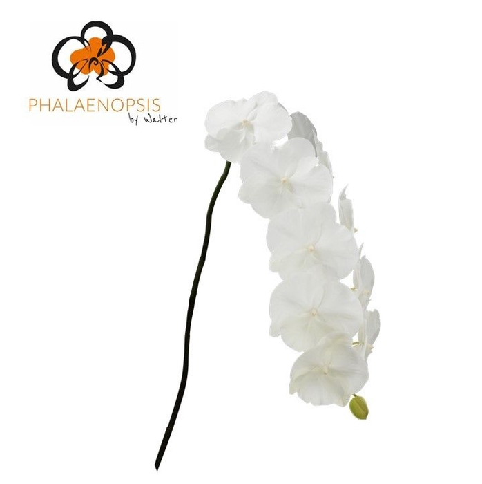 <h4>Phalaenopsis White Serenity 10-14</h4>