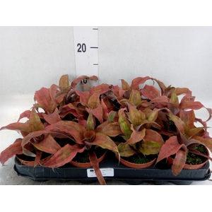 Cryptanthus bivittatus