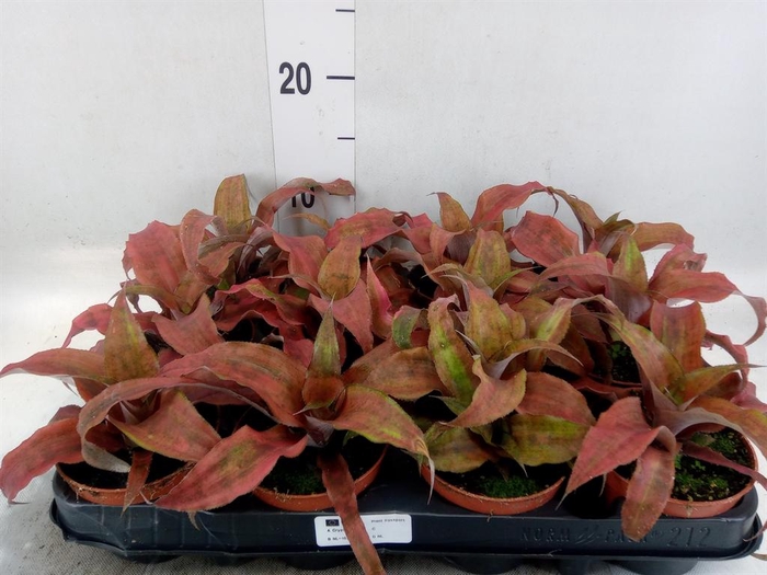 <h4>Cryptanthus bivittatus</h4>