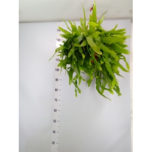 Epiphyllum   ...