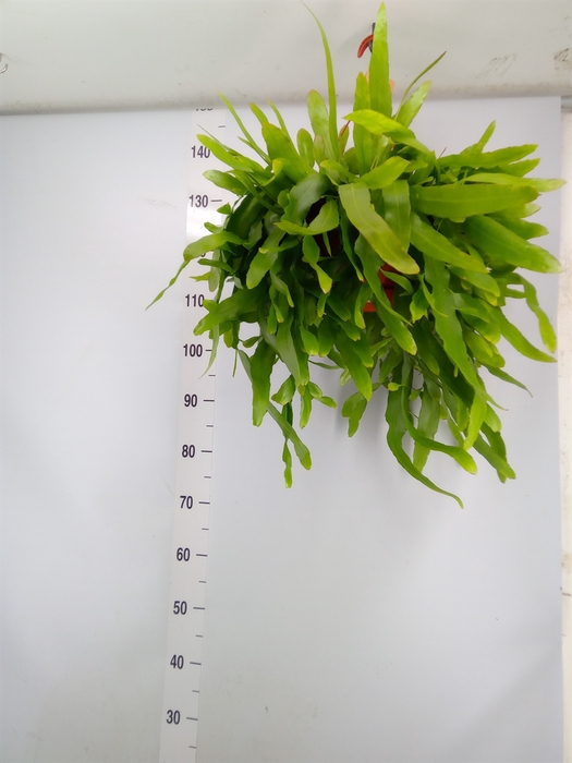 <h4>Epiphyllum   ...</h4>