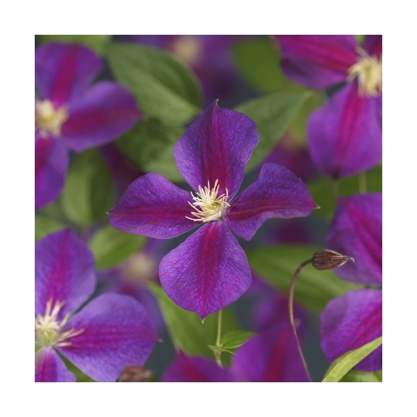 <h4>Clematis 'Star of India' +3.0 label</h4>