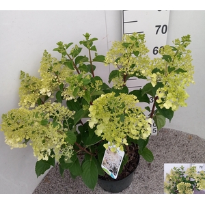 HYDR PANICULATA
