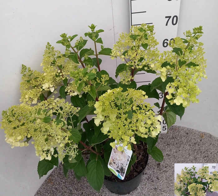 <h4>HYDR PANICULATA</h4>