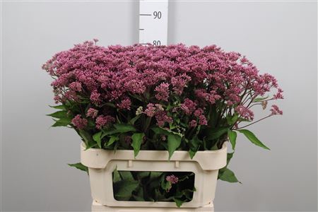 <h4>Eupat Mac Atropurpur</h4>