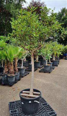 <h4>Ceratonia Siliqua Op Stam P65 H220 Nr A</h4>