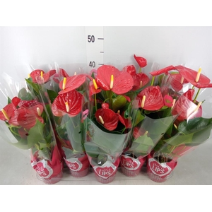 Anthurium andr. 'Minnesota'